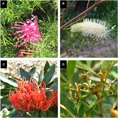 Unraveling the Developmental and Genetic Mechanisms Underpinning Floral Architecture in Proteaceae